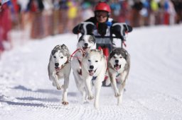 Lenk 2013